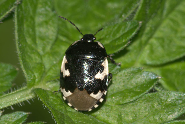 Pied shieldbug (Tritomegas bicolor)