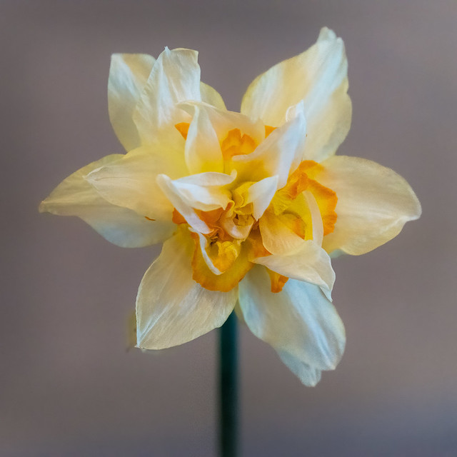 A Second Daffodil