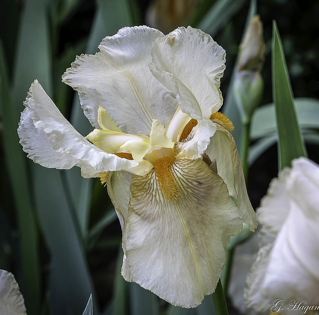 Hopelands Garden Iris, Aiken, SC