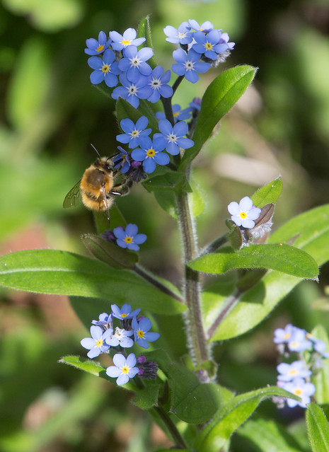 Bee on Forget-Me-Not