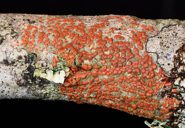 Red Heads (Ramboldia russula) lichen