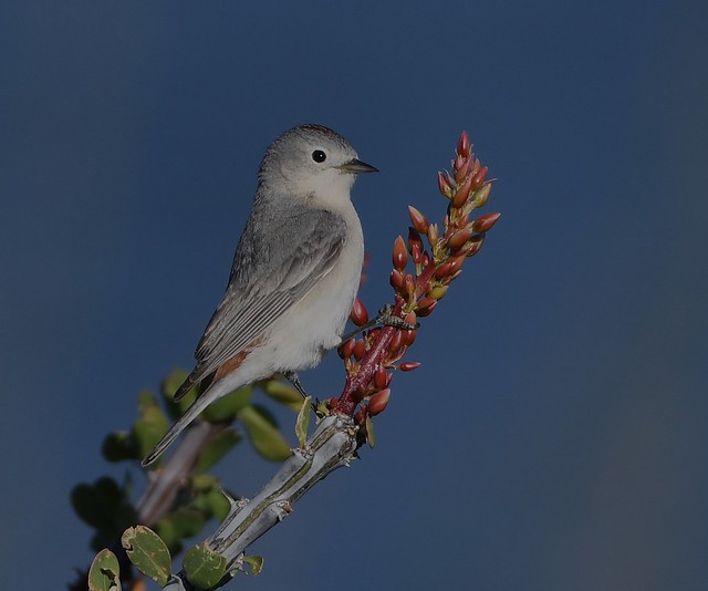 Lucy's Warbler, Oreothlypis luciae