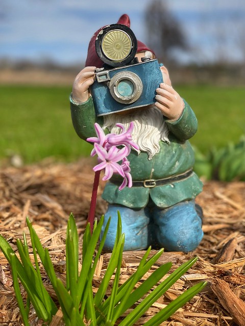 A gnome, taking a picture of a springtime flower