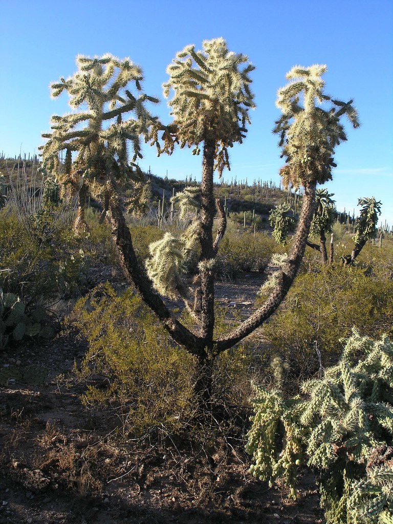 Jumping Cholla cactus; San Pedro River Valley, SE of San Manuel, AZ
