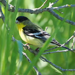 Lesser Goldfinch o4015919_c