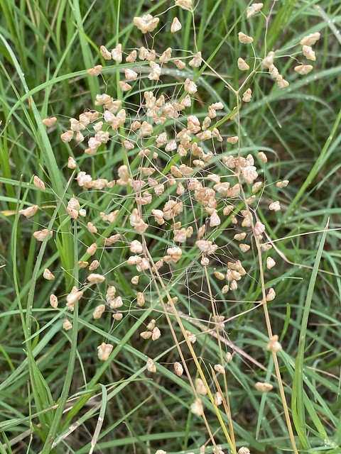 Quaking Grass, Shivery Grass, Little Quaking Grass, Lesser Quaking Grass / Briza minor, Briza aspera