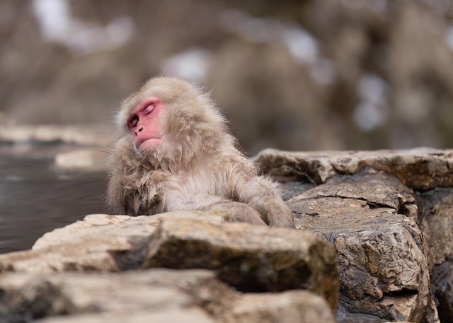 Japanese Macaque (Snow Monkey) - Macaca fuscata