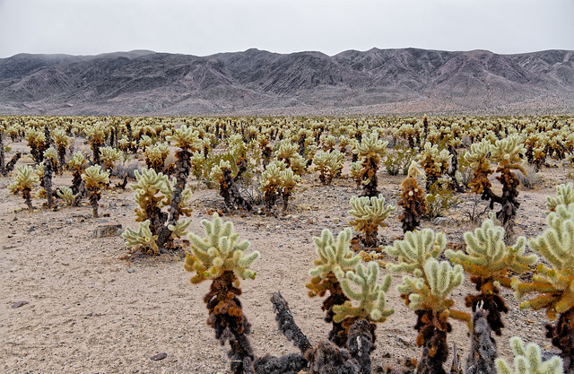 Itineraries in Exploring the Cholla Cactus Garden (Joshua Tree National Park)