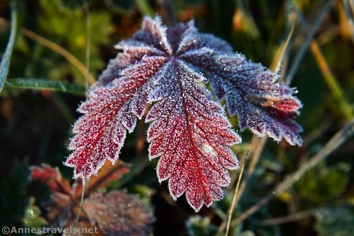 A frosty leaf in the meadows around the Terrace Mountain Loop, Yellowstone National Park, Wyoming