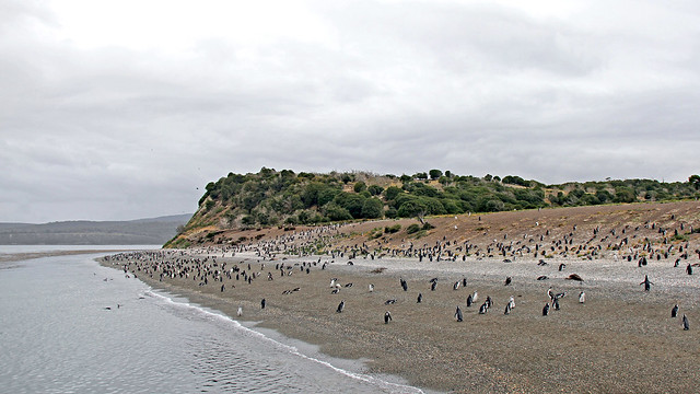 Magellanic Penguins (Spheniscus magellanicus)