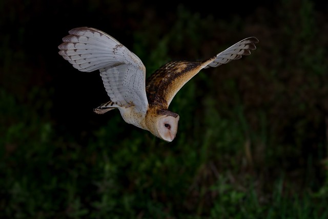 東方草鴞 Eastern Grass-owl