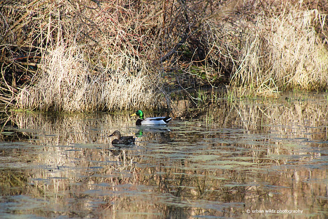 and so it begins, spring mallards march 29 2024
