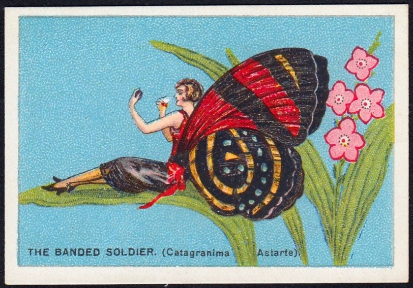 Cigarette Card - Banded Soldier Butterfly