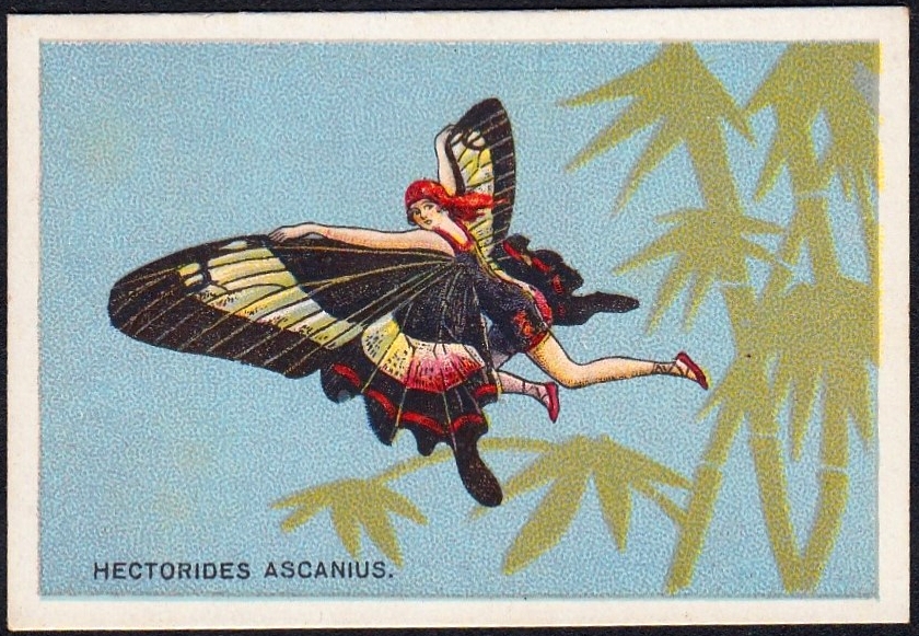 Cigarette Card - Hectorides Ascanius