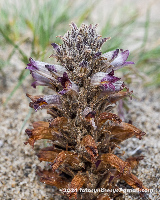 Desert Broomrape (Aphyllon cooperi) DSC_6701