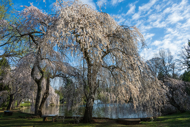 Weeping cherry grove