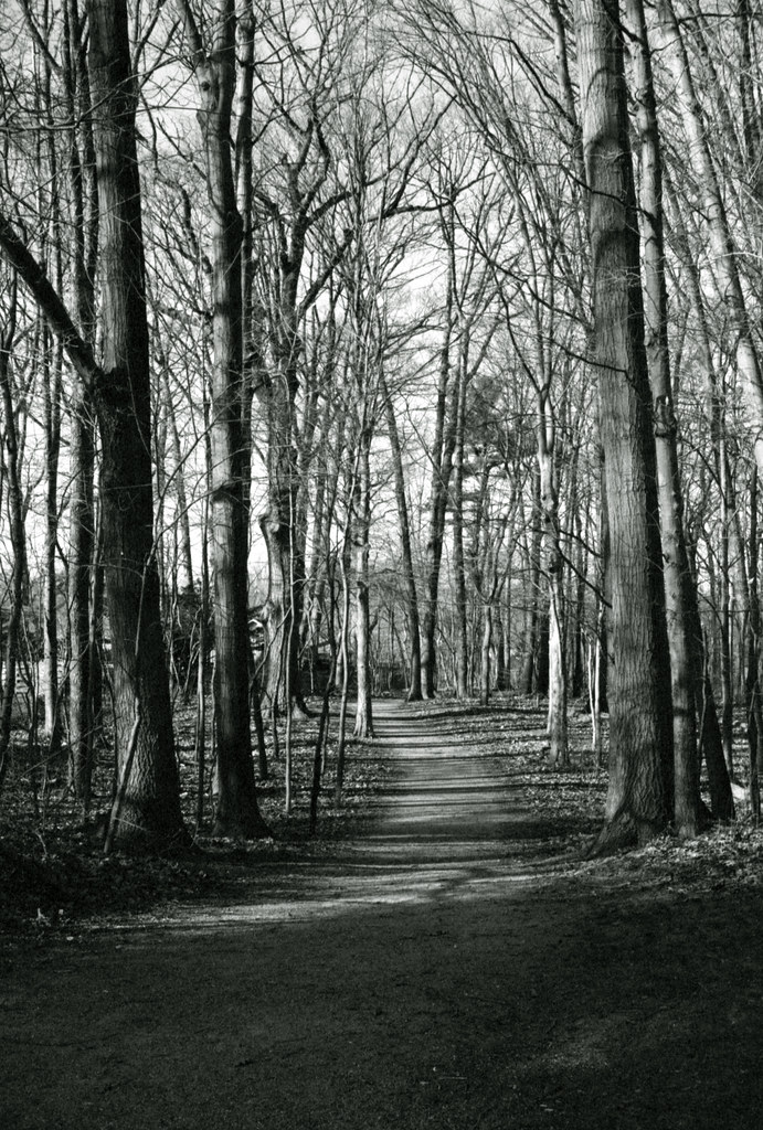 Through Wedgewood Park Trees Mar 2024