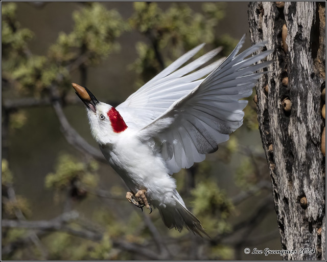 Acorn Woodpecker - Leucistic