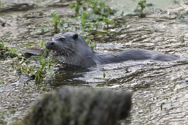 Otter (image 1 of 2)