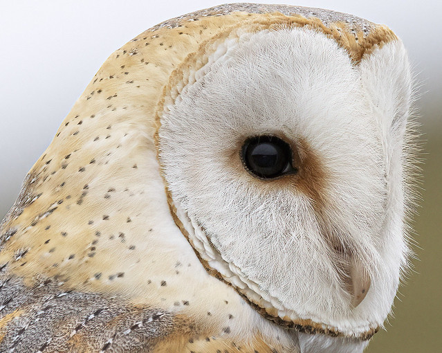 Barn Owl ( Wild )