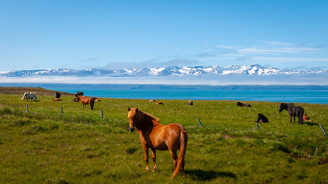 Iconic Icelandic horses
