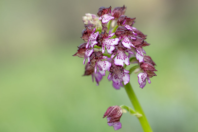 Lady orchid - Orchis pourpre - Orchis purpurea - Orquidea purpura