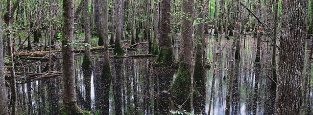 Trees in Congaree NP