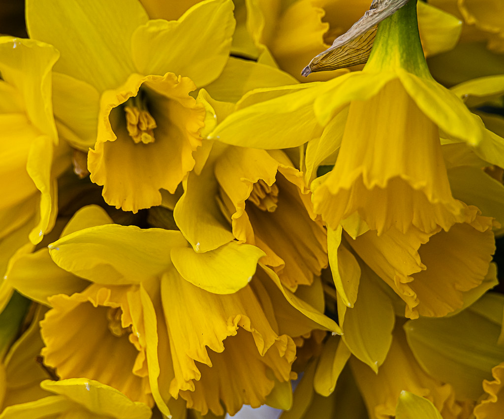 A CLUSTER OF DAFFODILS