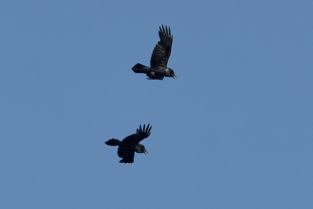 Ворон, Corvus corax corax, Northern Raven