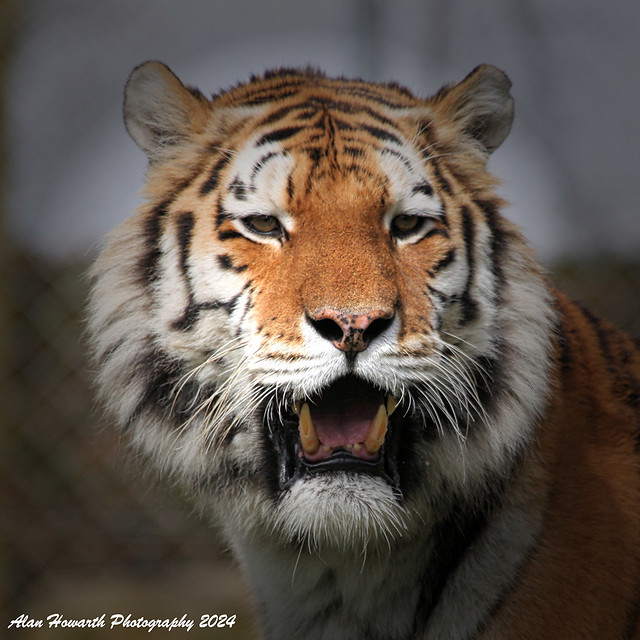 0135 Dragan - Amur Tiger - Dartmoor Zoological Park