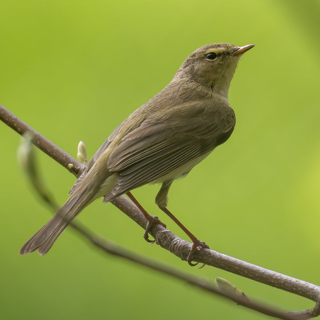 Fitis-Willow Warbler (Phylloscopus trochilus)