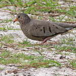 Common Ground-Dove (Columbina passerina) Orlando Wetlands, Orange County, FL. April 2024.