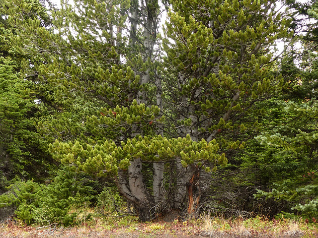 Limber Pine or Whitebark Pine?  Plateau Mt., Alberta, 2016
