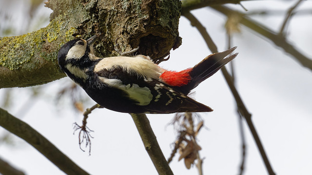 pic épeiche ♀ / great spotted woodpecker 24E_6250