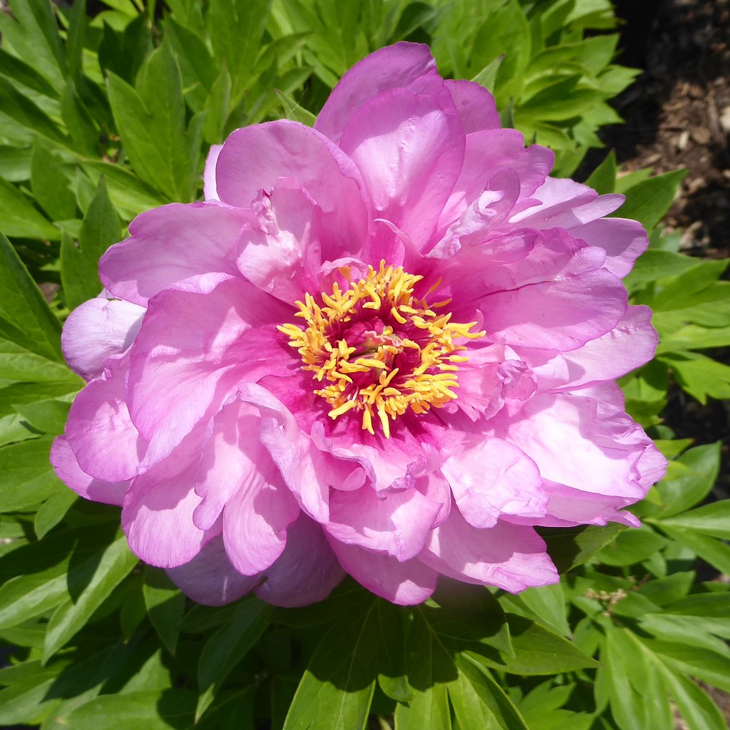 Lisle, IL, Morton Arboretum, The Grand Garden, Pink Flower