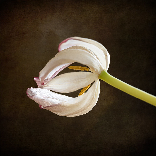 11/30 Dying Tulip