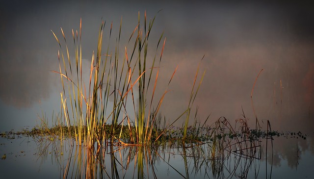 Reeds in the Mist