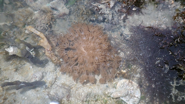 Xenia soft coral (Heteroxenia sp.)