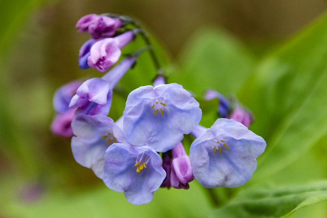 bluebells in bloom