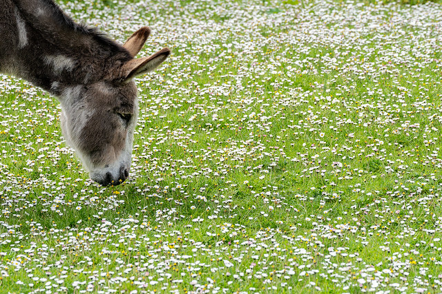 Hmmm ... daisies and buttercups, I think