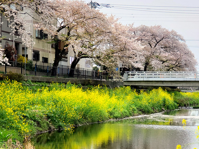 Sakura & Canola flower along Nogawa river. 野川の桜