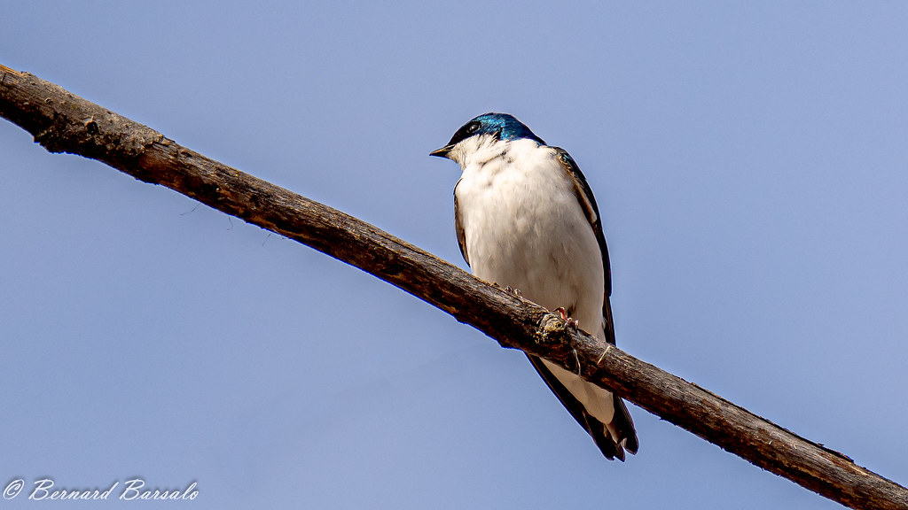 Hirondelle bicolore - Tachycineta bicolor - Tree Swallow