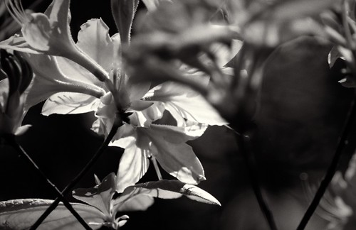 IMG_1797, Black and White Variations by RaymondDukes, Black and White variations of Azaleas photographed during partial solar eclipse of the sun on April 