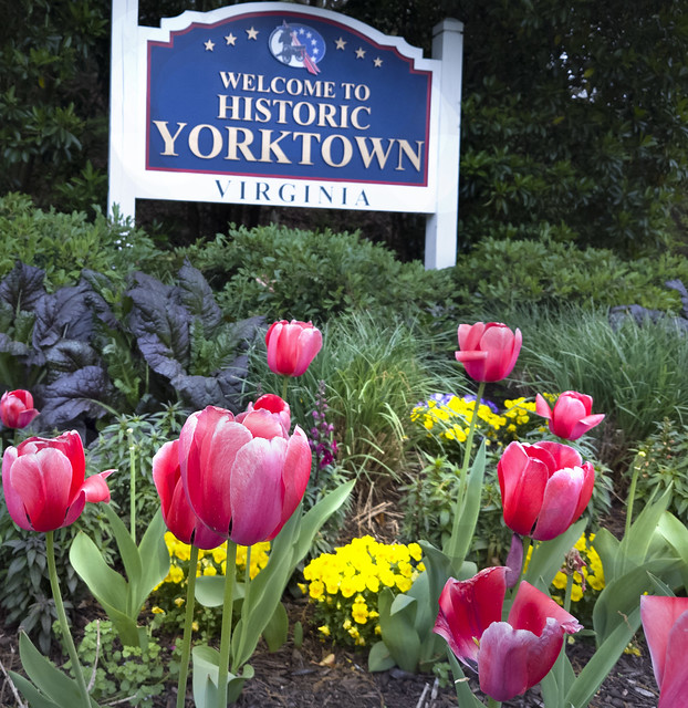 Historic Yorktown-  Water Street -   tulips -  Yorktown -  Virginia    ...  (cell)
