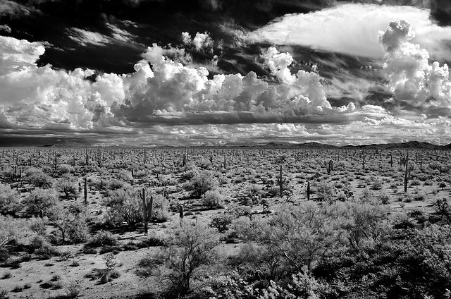Infrared Sonora Desert Arizona