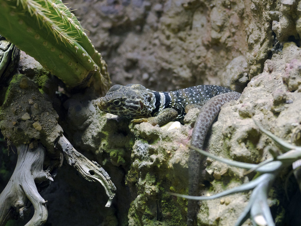 Nashville Zoo 06-05-2015 - Eastern Collared Lizard 1