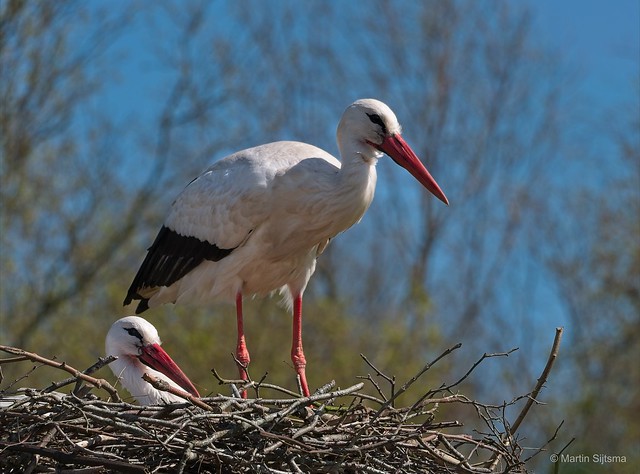 Ooievaars / White storks