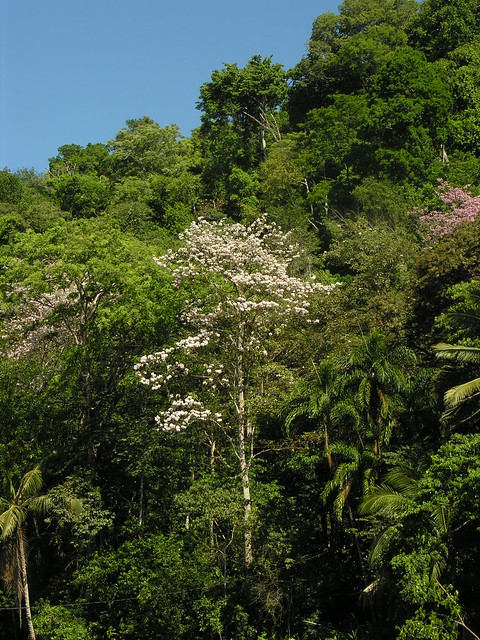 Tabebuia rosea (Bertol.) A. DC. 