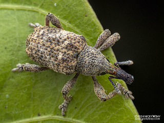 Weevil (Hylobiina) - P3102678