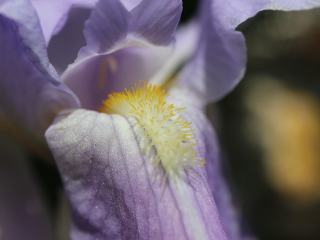 iris macro in purple